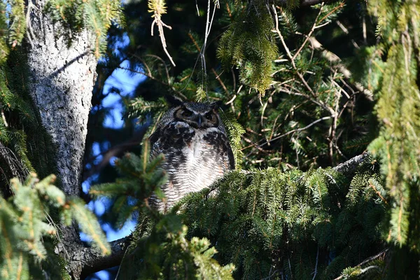 大角猫头鹰栖息在一棵树上 看着它刚孵出的小猫头鹰的窝 — 图库照片
