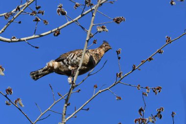 Rugged Grouse kuşu başındaki ağaçta tünemiş etrafa bakıyor.