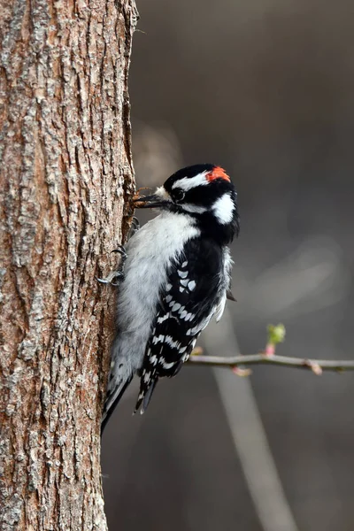 Macho Downy Woodpecker Cava Sob Casca Uma Árvore Para Insetos — Fotografia de Stock