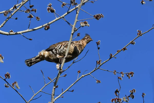 Ruffed Grouse Pássaro Senta Empoleirado Uma Árvore Sobre Cabeça Olhando — Fotografia de Stock