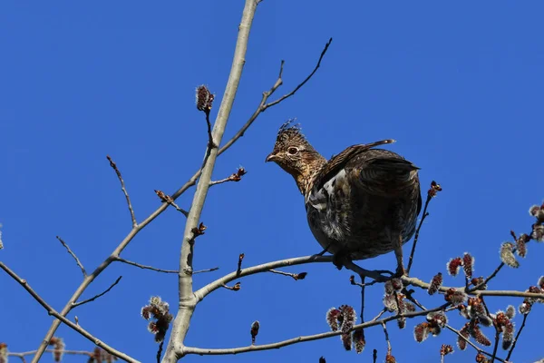 Rugged Grouse kuşu başındaki ağaçta tünemiş etrafa bakıyor.