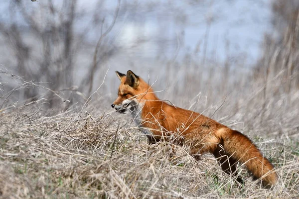 在农田边捕猎一只嘴里衔着啮齿动物的红狐 — 图库照片