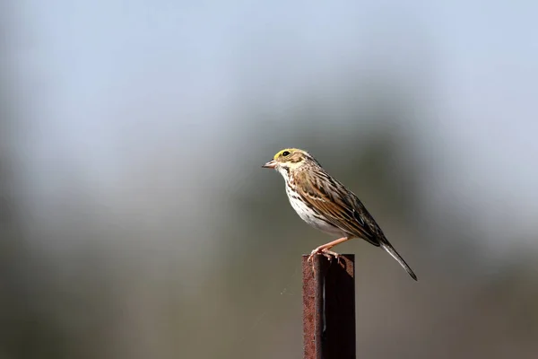 Savannah Sparrow Ptak Siedzi Wiejskiej Słupku Ogrodzenia — Zdjęcie stockowe