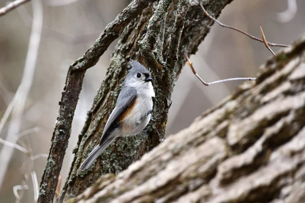 Roztomilý Malý Tufted Titmouse Ptáček Sedí Větvi Lese — Stock fotografie