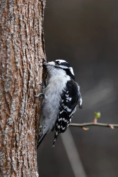 Mâle Downy Woodpecker Creuse Sous Écorce Arbre Pour Que Les — Photo