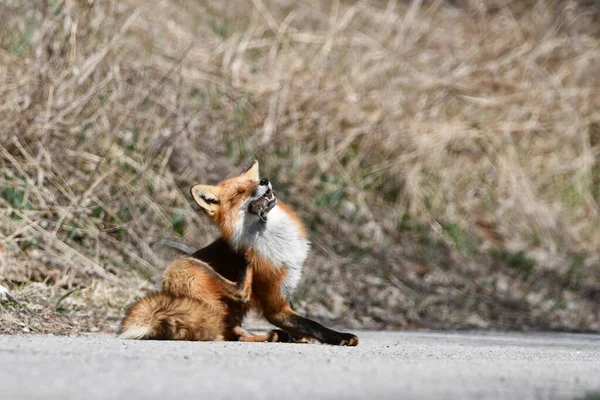 赤狐坐在农田的边缘上 嘴里衔着一只啮齿动物 — 图库照片