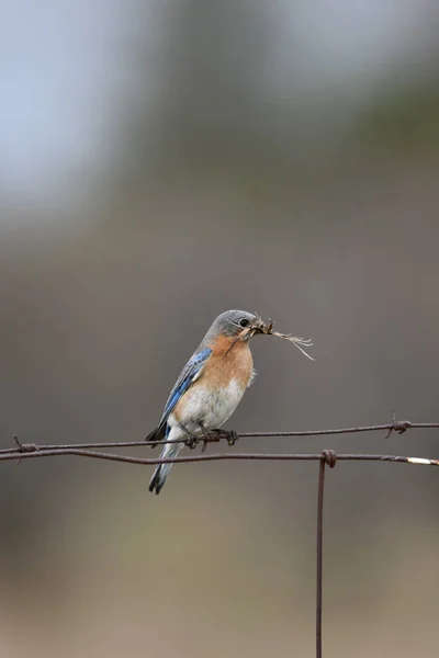 Donna Eastern Bluebird Siede Appollaiata Una Recinzione Filo Spinato Con — Foto Stock