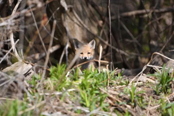 Escena Primaveral Lindo Bebé Curioso Red Fox Cachorro Explorando Exterior — Foto de Stock