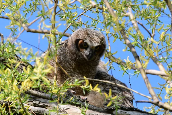 Baby Great Horned Owls Fledge Nest Explore Nearby Branches — Stock Photo, Image