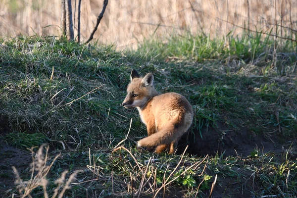 Scène Printanière Bébé Curieux Mignon Red Fox Chiot Explorant Extérieur — Photo