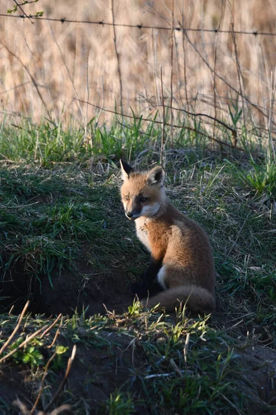 Scène Printanière Bébé Curieux Mignon Red Fox Chiot Explorant Extérieur — Photo
