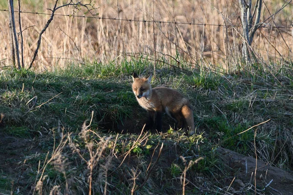 Vårscen Söt Nyfiken Baby Red Fox Valp Utforska Utsidan Sin — Stockfoto