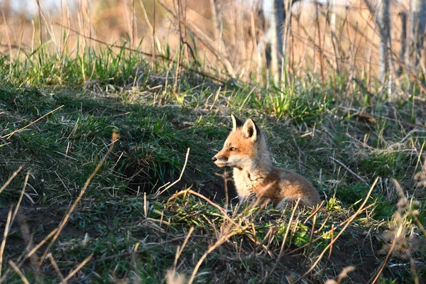 Escena Primaveral Lindo Bebé Curioso Red Fox Cachorro Explorando Exterior — Foto de Stock