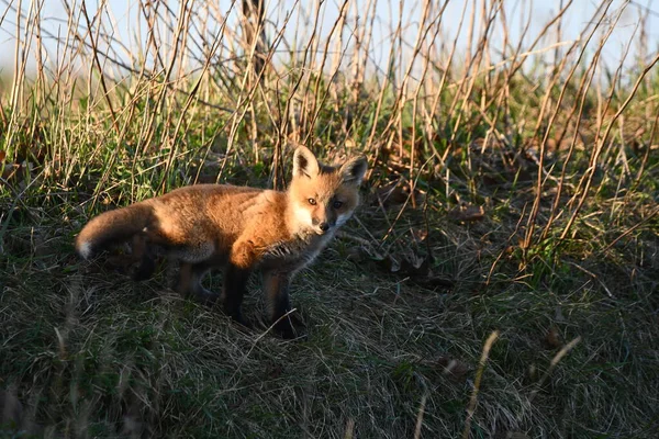 春天的场景 一只可爱而好奇的小红狐宝宝在洞穴外面探索 — 图库照片