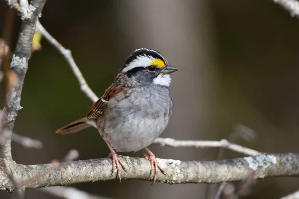 stock image Close up of a White-throated Sparrow singing as it sits perched on a branch in the forest