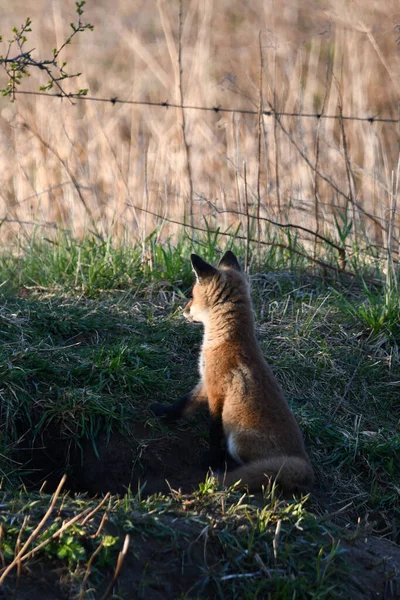春天的场景 一只可爱而好奇的小红狐宝宝在洞穴外面探索 — 图库照片