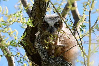 Şirin, komik Büyük Boynuzlu Baykuş yuvasından tüylenir ve ayak parmaklarıyla dalları kavrarken ayaklarını inceler.