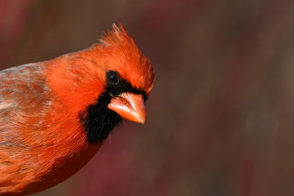 Retrato Bonito Uma Foto Cabeça Pássaro Colorido Cardeal Norte Masculino — Fotografia de Stock