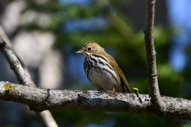 Şirin küçük Ovenbird bir dala tünemiş. 