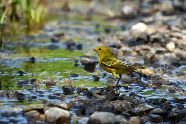 Sarı bülbül ormandaki küçük bir derenin kenarında çakıl taşlarının üzerinde duruyor.