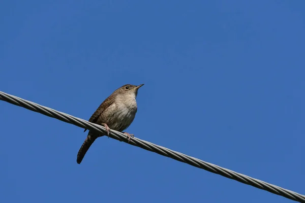 Wren家的鸟栖息在铁丝网上 — 图库照片