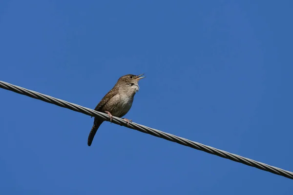 House Wren bird sitting perched on a hydro wire singing