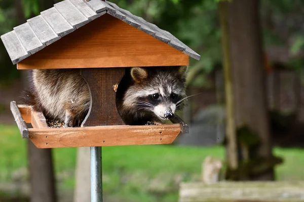 A hungry raccoon climbs into a backyard bird feeder to get to the bird seed