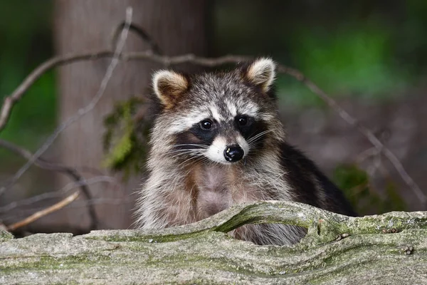 Funny Raccoon figures out how to climb on fence and to bird feeder