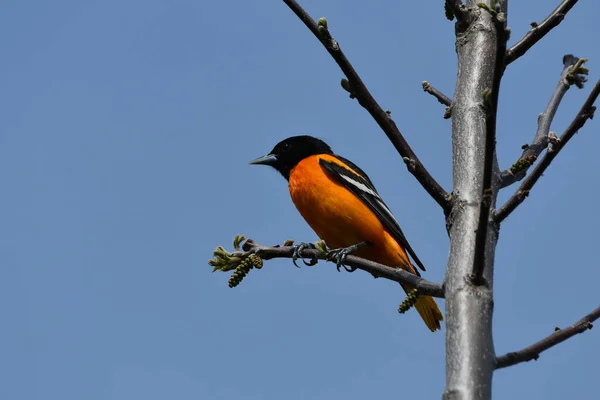 色彩斑斓的橙色和黑色雄性巴尔的摩猎户鸟栖息在草地上的树枝上 — 图库照片
