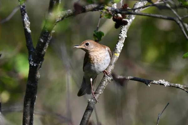 Veery Thrush鸟栖息在森林地面的树枝上 — 图库照片