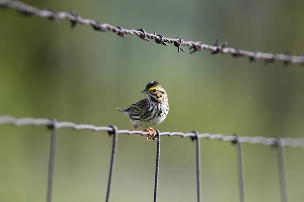 Spring Scene Savannah Sparrow Perched Wire Agricultural Fence — Stock Photo, Image