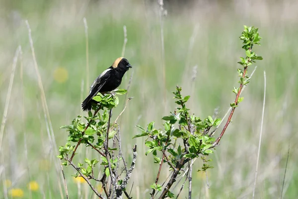 Rolnictwo Wiejskie Scena Kolorowy Samiec Bobolink Ptak Siedzący Krzewie — Zdjęcie stockowe