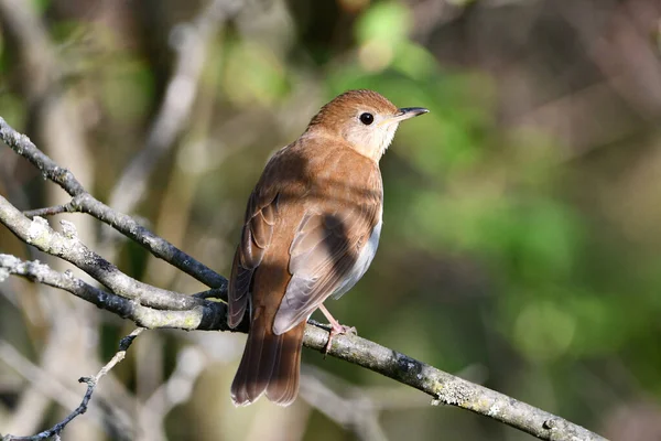 Veery Thrush Kuşu Orman Zemininde Bir Dal Üzerine Tünedi — Stok fotoğraf