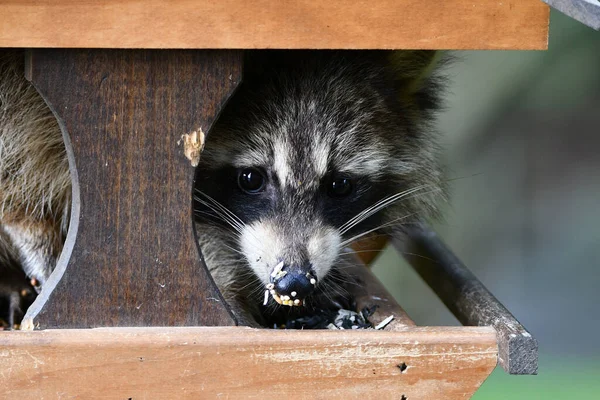 A hungry raccoon climbs into a backyard bird feeder to get to the bird seed