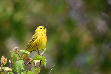 Parlak Sarı Warbler bir dala tünemiş şarkı söylüyor