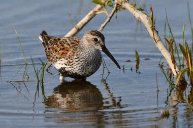 Dunlin sahil kuşu, göç sırasında sel basmış bir tarım alanında tam üreme renginde
