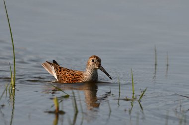 Dunlin sahil kuşu, göç sırasında sel basmış bir tarım alanında tam üreme renginde