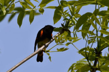 Renkli Amerikalı Redstart Warbler ormandaki bir dala tünemiş duruyor.