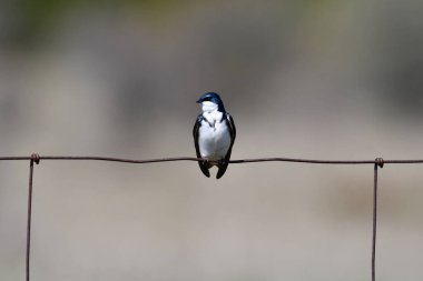 Erkek Ağaç Kırlangıcı, bir tel örgü üzerine kuruludur.