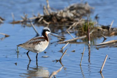 Wilson 'ın Phalarope çulluğu bahar göçü sırasında sel basmış bir tarım alanında renkli üreme tüyleriyle dolup taşıyor. 