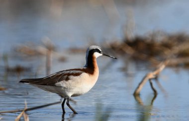 Wilson 'ın Phalarope çulluğu bahar göçü sırasında sel basmış bir tarım alanında renkli üreme tüyleriyle dolup taşıyor. 