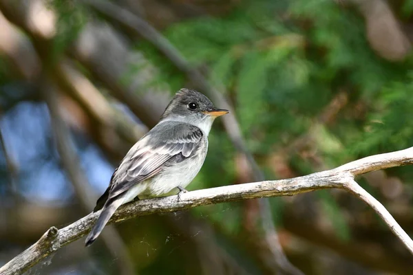 Eastern Wood Peewee Bird Sitting Perched Branch Forest — Stock Photo, Image