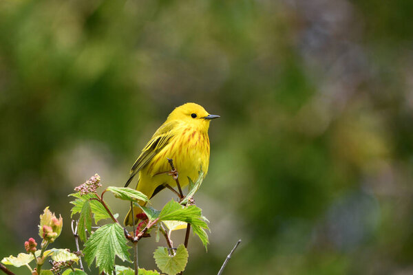 Bright Yellow Warbler sits perched on a branch