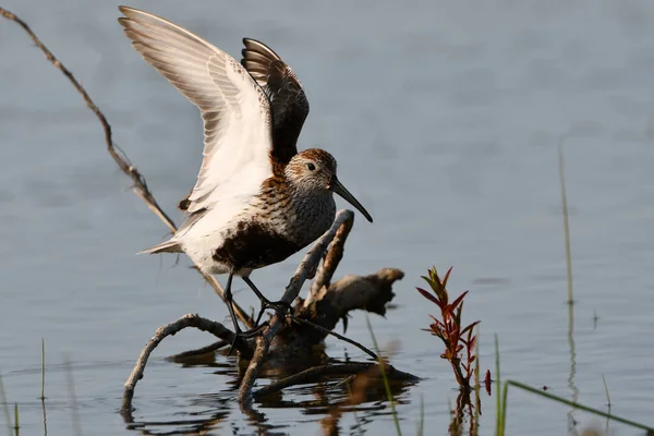 Dunlin Shorebird Cores Reprodução Completa Campo Agrícola Inundado Durante Migração — Fotografia de Stock