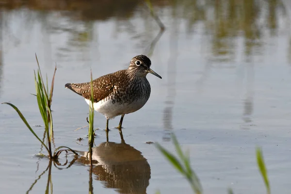 Solitary Sandpiper Bird Flooded Field Rests Its Spring Migration North — Stock Photo, Image