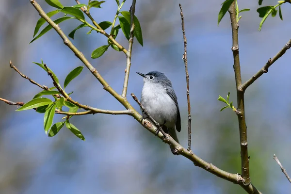 Blue Gray Gnatcatcher Usiadł Gałęzi Lesie — Zdjęcie stockowe