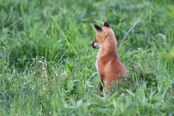 Escena Primaveral Lindo Bebé Curioso Red Fox Cachorro Mirando Alrededor — Foto de Stock