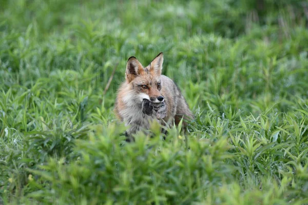 红狐在农田边捕猎 嘴里衔着啮齿动物 — 图库照片