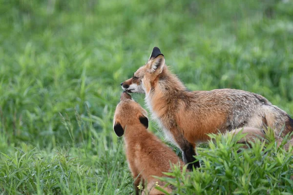 Lente Scene Van Een Schattige Red Fox Pup Begroeten Zijn — Stockfoto