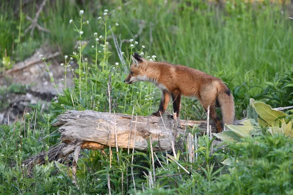 春天的场景 一只可爱而好奇的小红狐幼崽爬到洞外的一根圆木上 — 图库照片